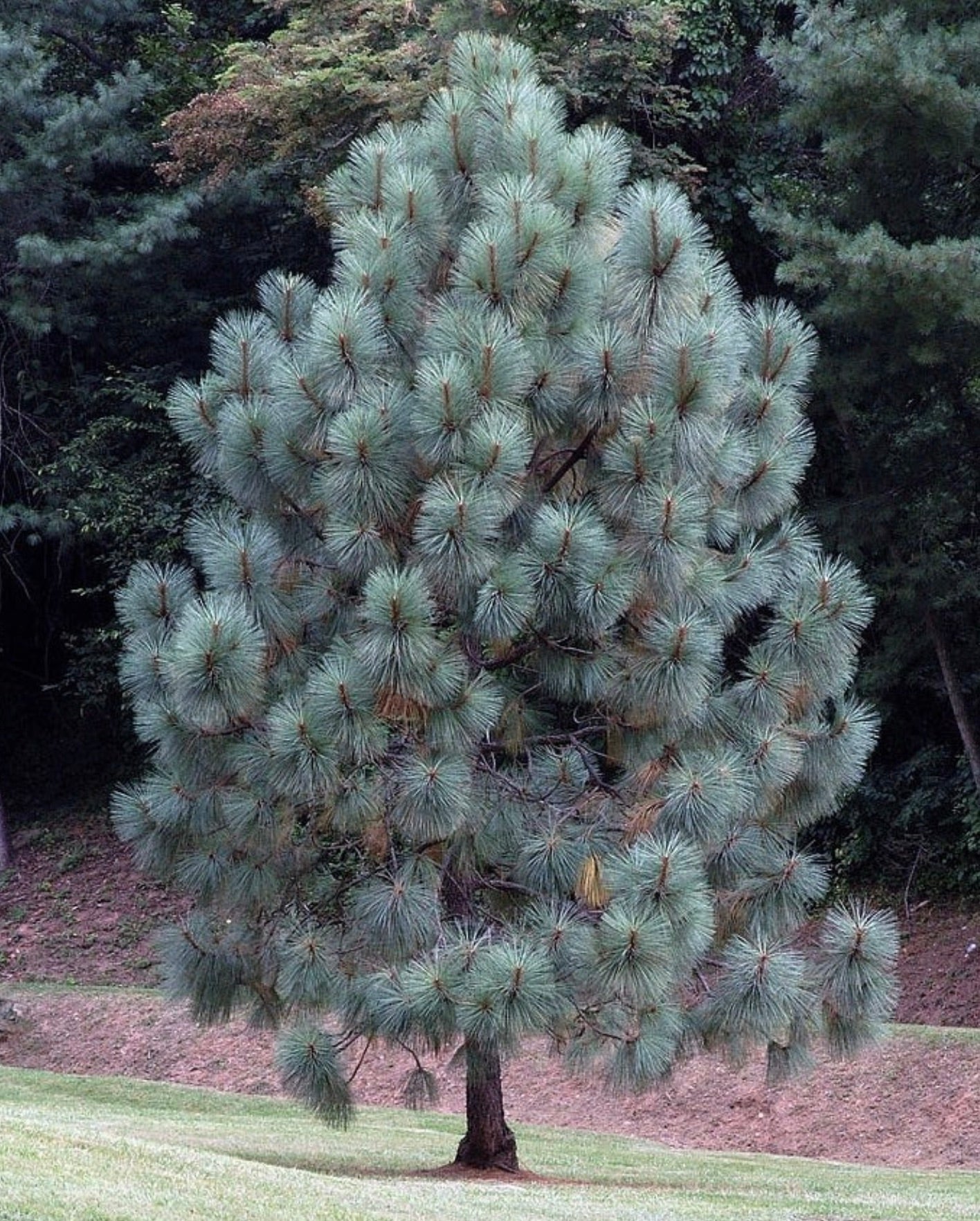Pinus engelmannii mature tree with dense blue-green needle clusters and rounded shape
