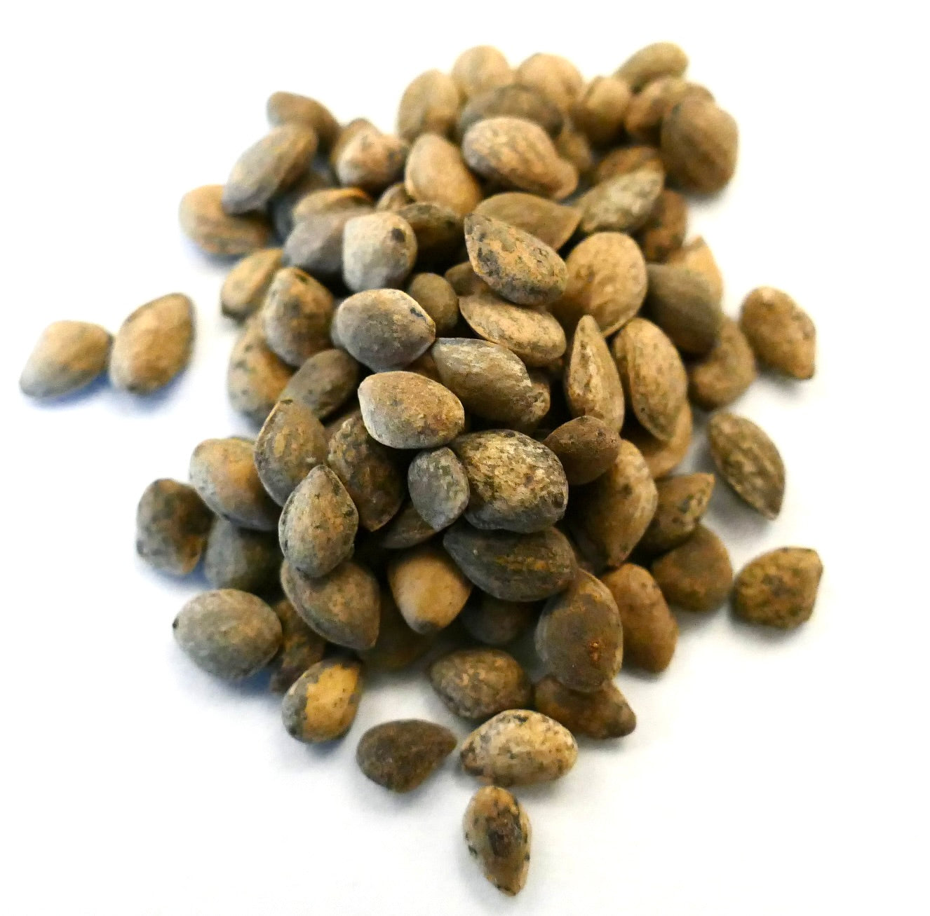 Semi di Pinus engelmannii con gusci esterni marroni testurizzati su sfondo bianco