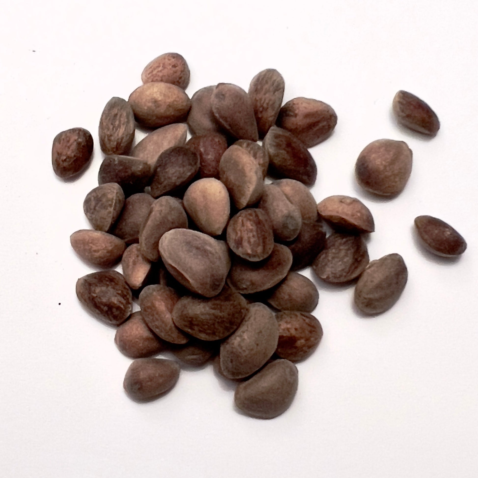 Semi marroni di Pinus flexilis per coltivare pini flessibili