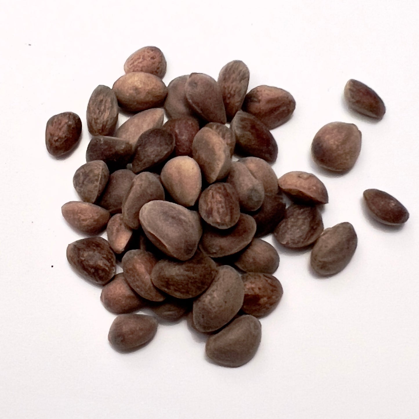Semi marroni di Pinus flexilis per la propagazione e la coltivazione di conifere