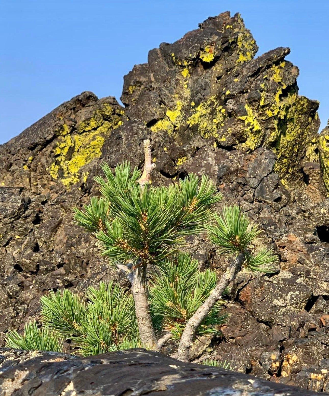 Piccolo albero di conifera Pinus flexilis con ciuffi di aghi verdi su sfondo roccioso