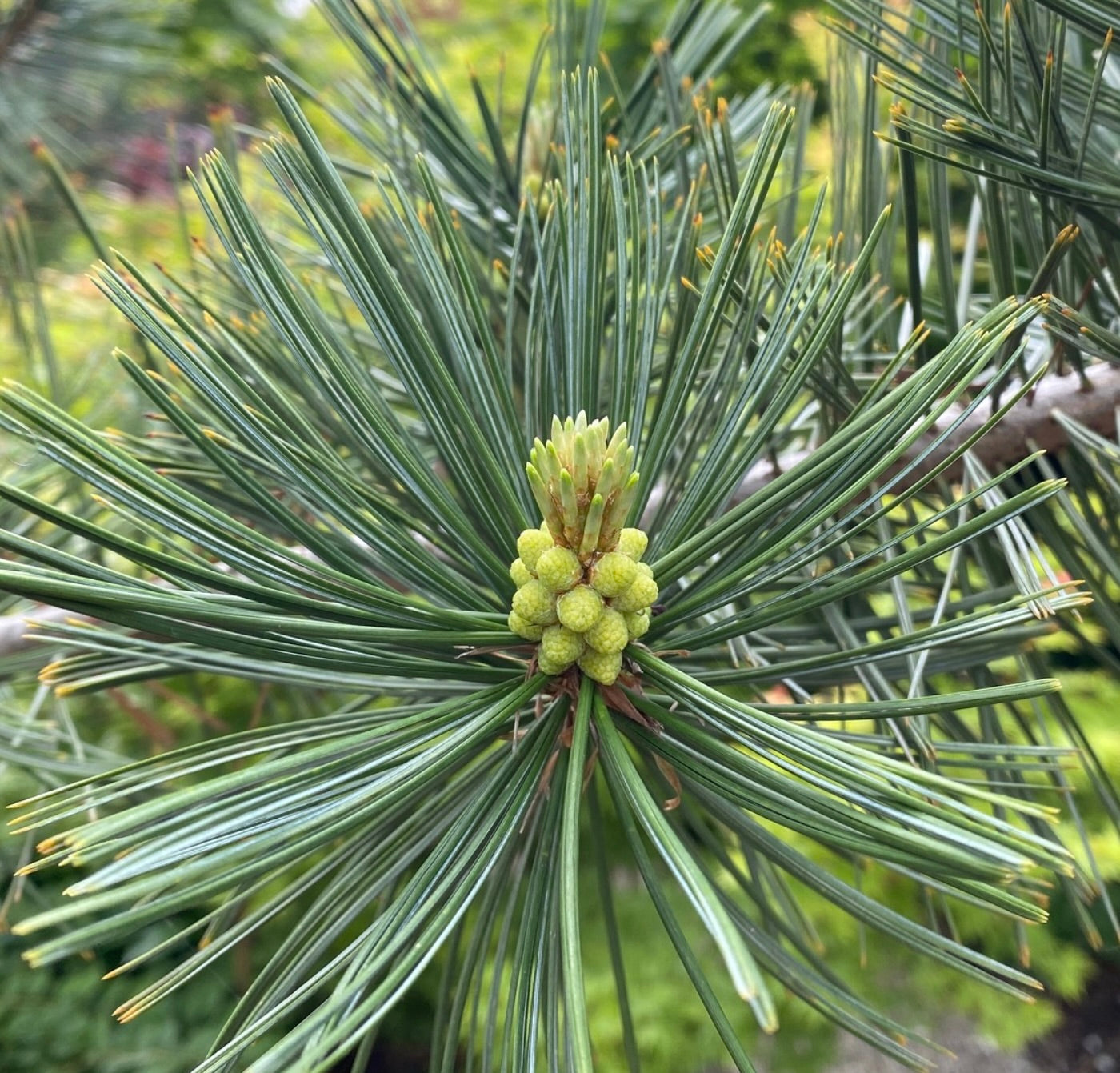 Pinus flexilis con lunghe aghi verdi sottili e pigne verdi in sviluppo, in primo piano