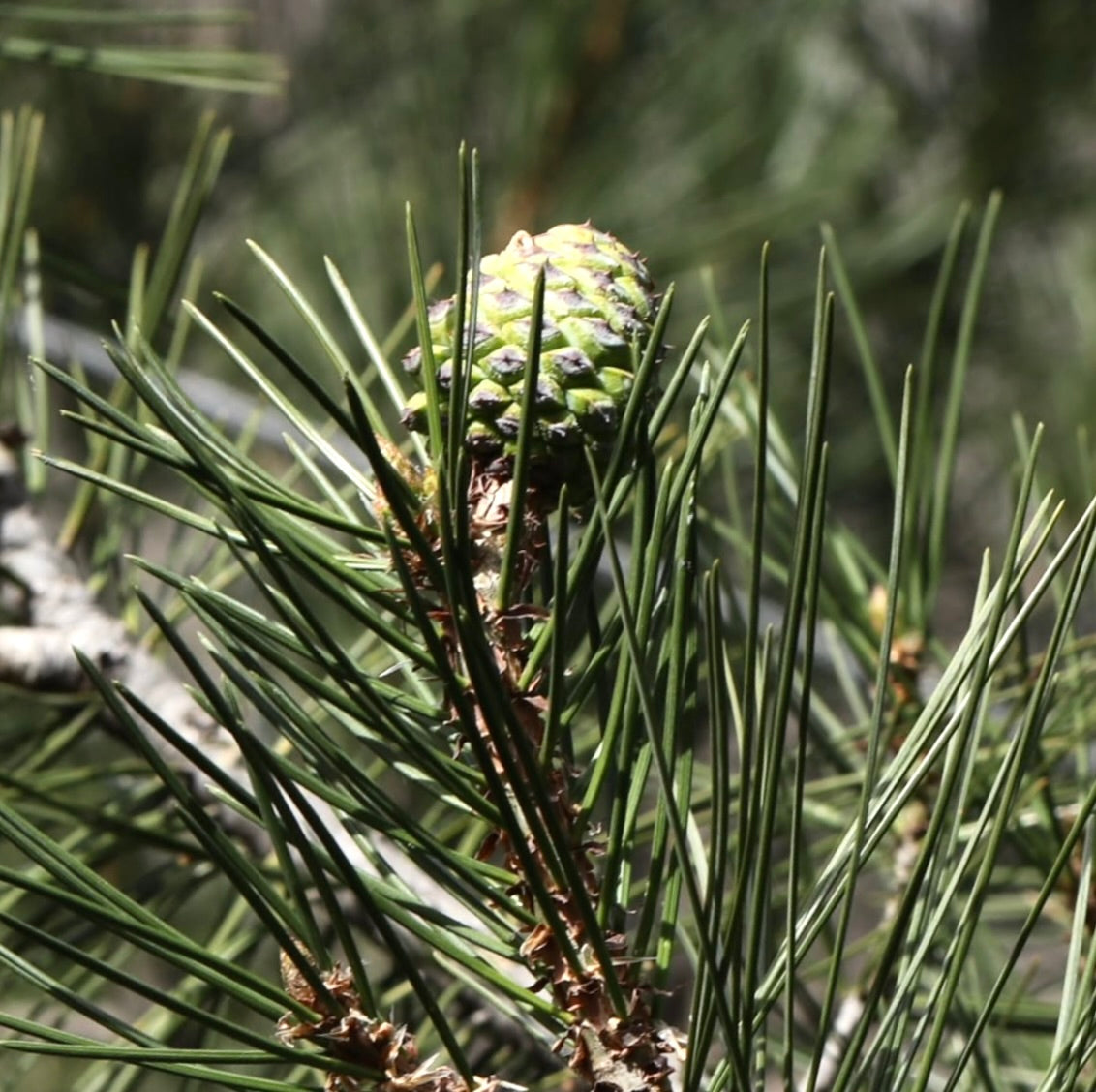 Pinus gerardiana 'Kohistan' giovane cono di pino verde con aghi lunghi e sottili
