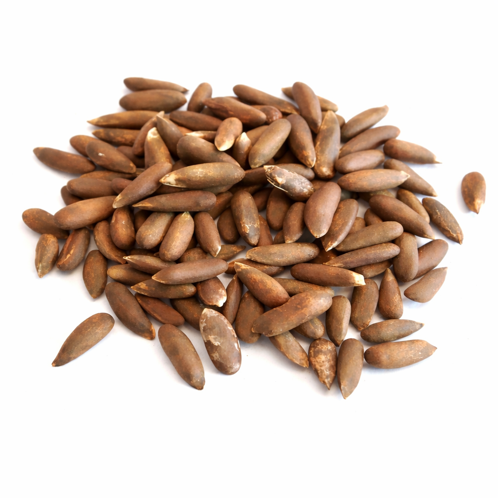 Pinus gerardiana 'Waziristan' brown elongated seeds for rare conifer tree cultivation