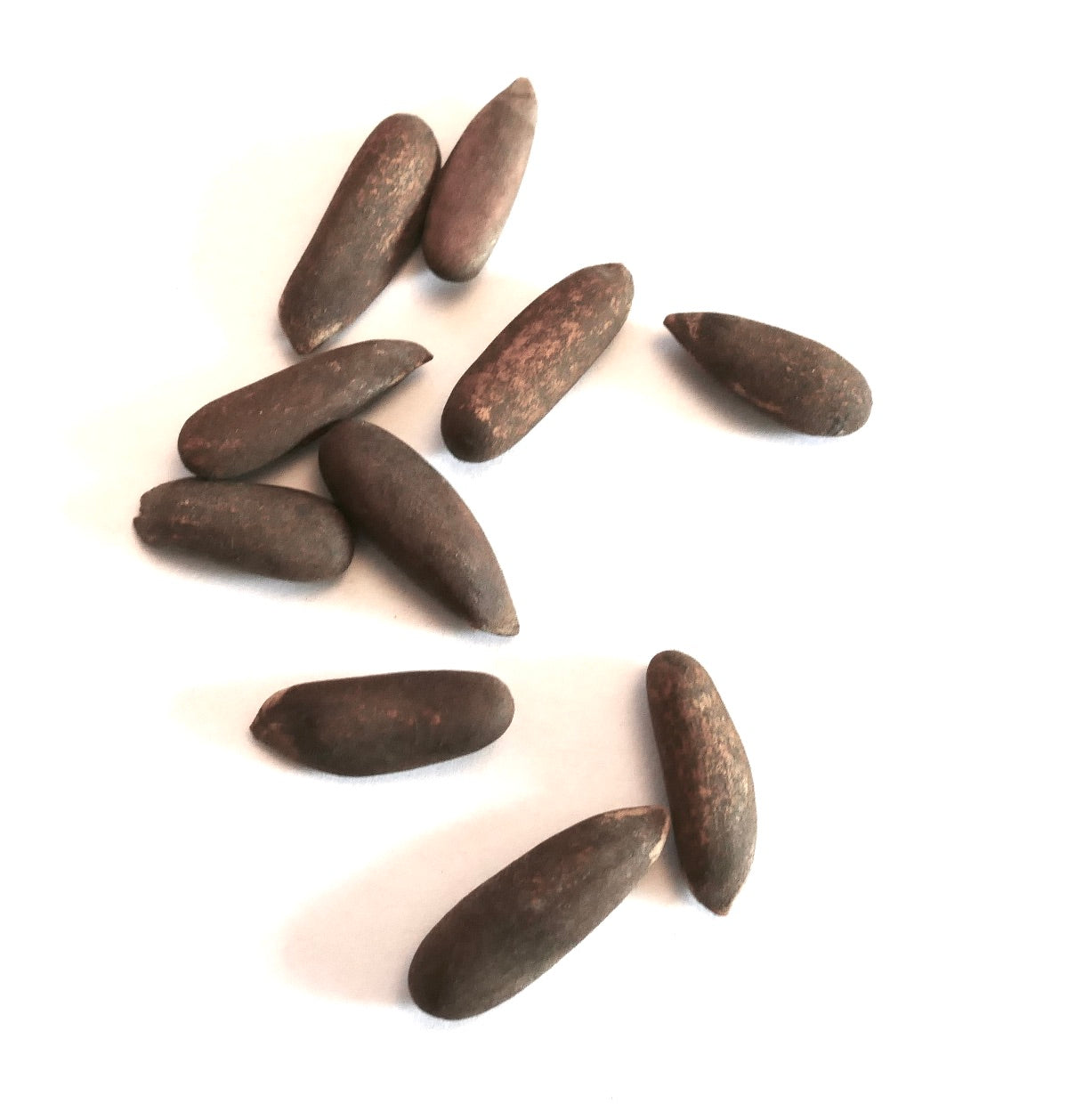 Pinus gerardiana 'Waziristan' rare edible pine seeds close-up on white background