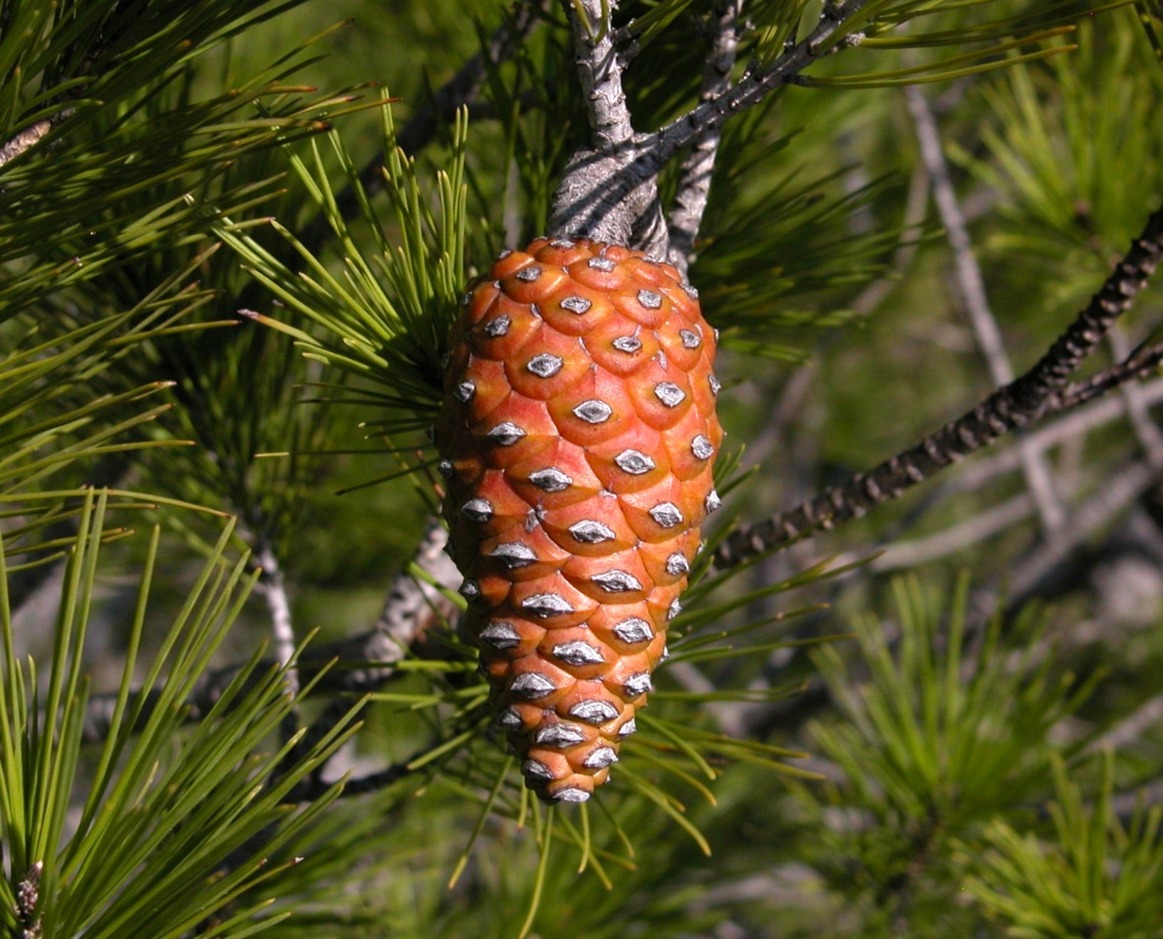 Cono di pino immaturo di Pinus halepensis con fogliame di aghi verdi su ramo