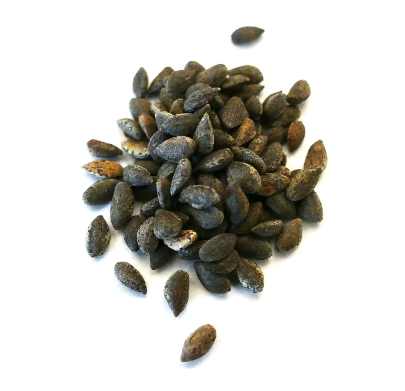 Pinus halepensis seeds close-up on white background for tree propagation