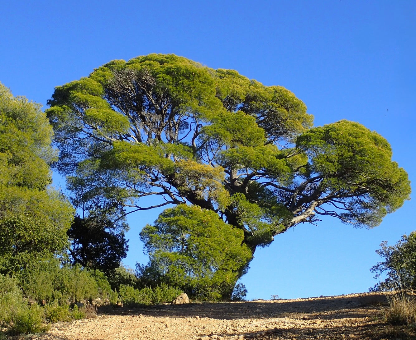Pinus halepensis mature tree with broad, rounded green canopy and rugged trunk in natural landscape