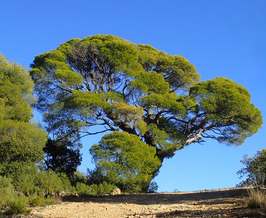 Pinus halepensis mature tree with broad, rounded green canopy and rugged trunk in natural landscape