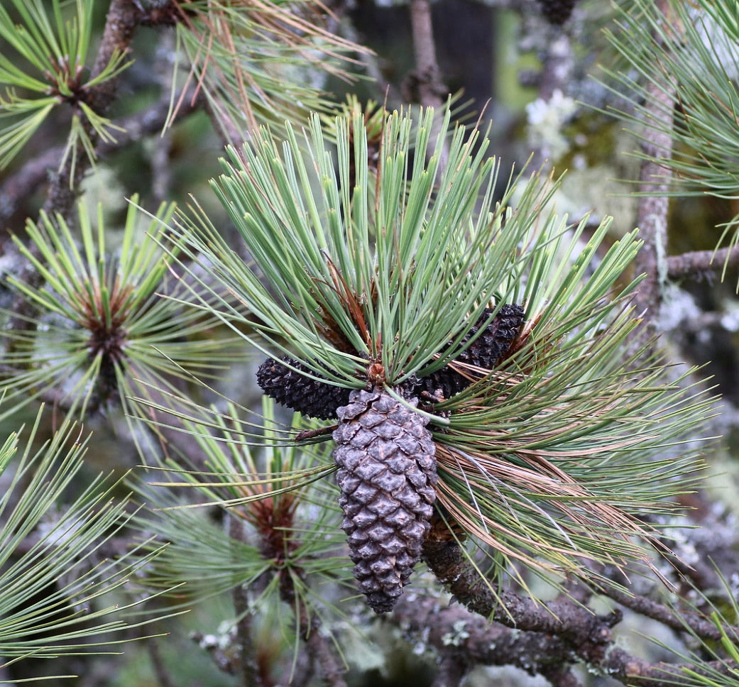 Ramo di pino Pinus hartwegii con aghi verdi e coni maturi in ambiente naturale