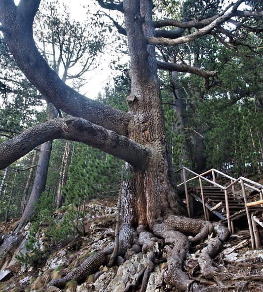 Pinus heldreichii 30-75cm | Bosnian pine | Heldreich's pine