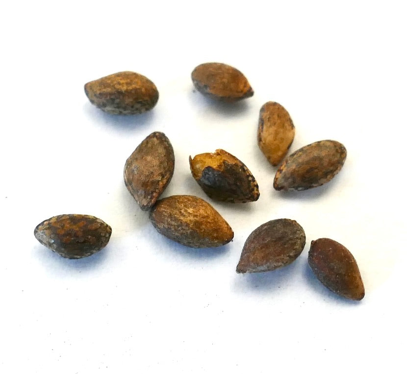 Semi di conifera marroni di Pinus heldreichii con superficie strutturata su sfondo bianco