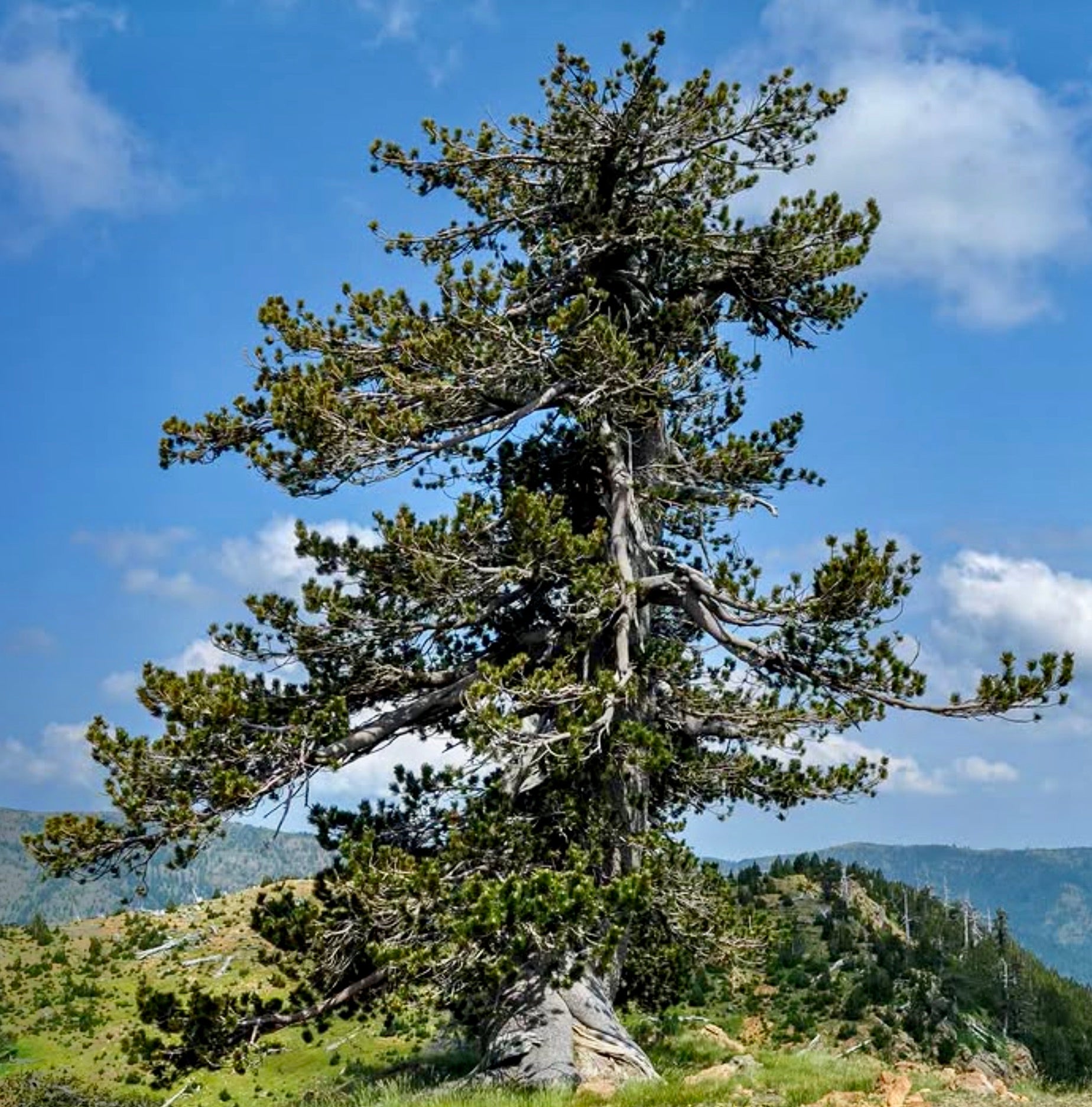 Pinus heldreichii mature conifer tree with dense green needles in mountainous landscape