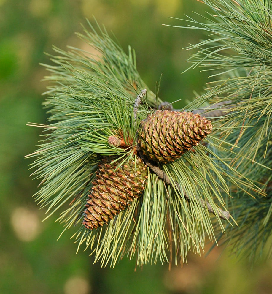 Coni maturi di Pinus jeffreyi con lunghe aghi verdi su un ramo di pino sano
