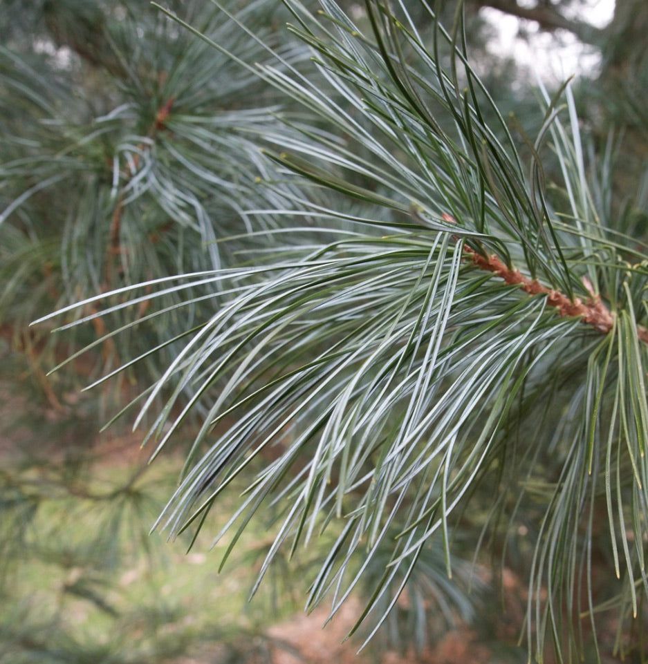 Aghi verdi lunghi e sottili di Pinus koraiensis con texture morbida su ramo di pino in primo piano