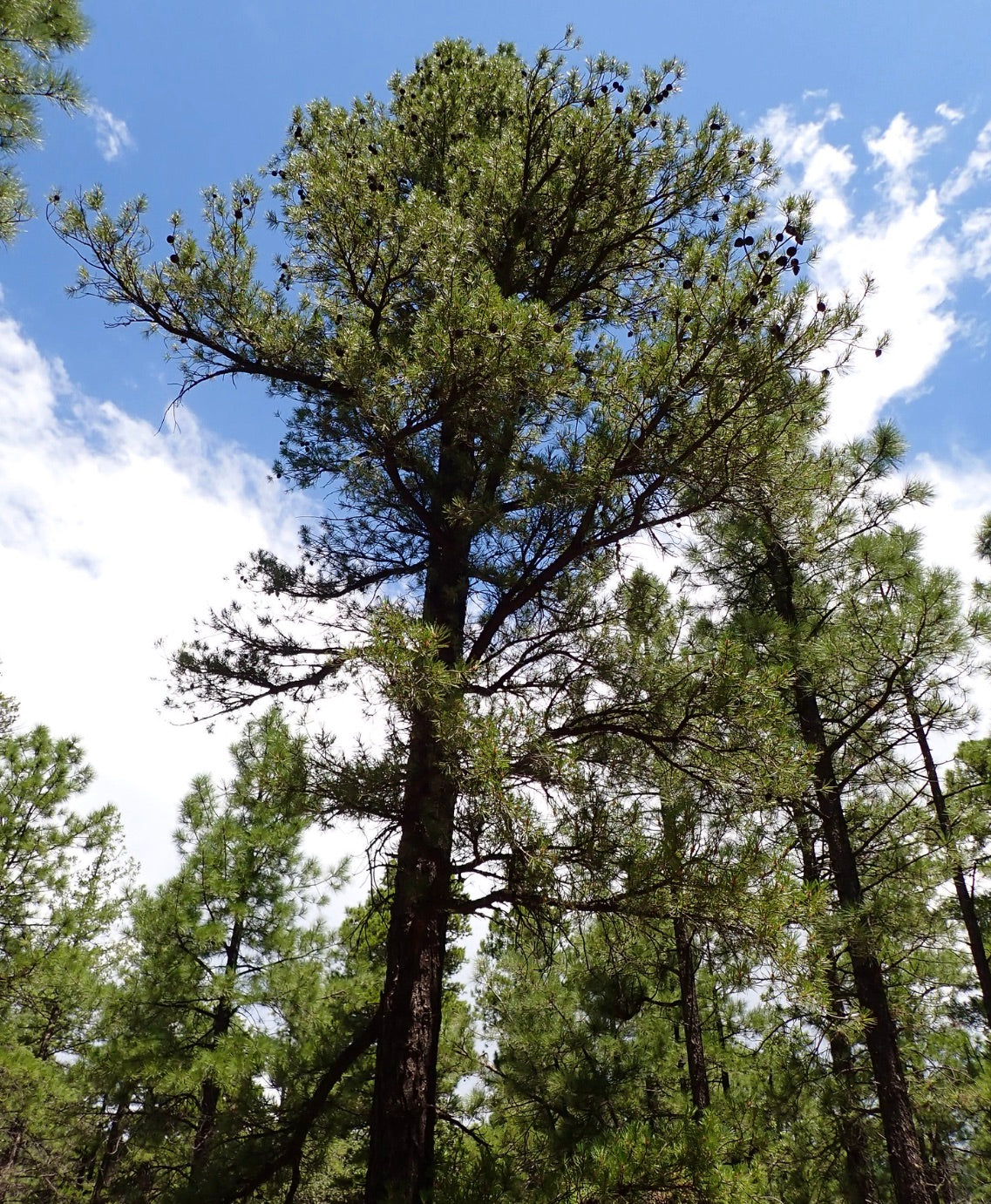 Pinus leiophylla tall pine tree with green needles and pine cones against blue sky