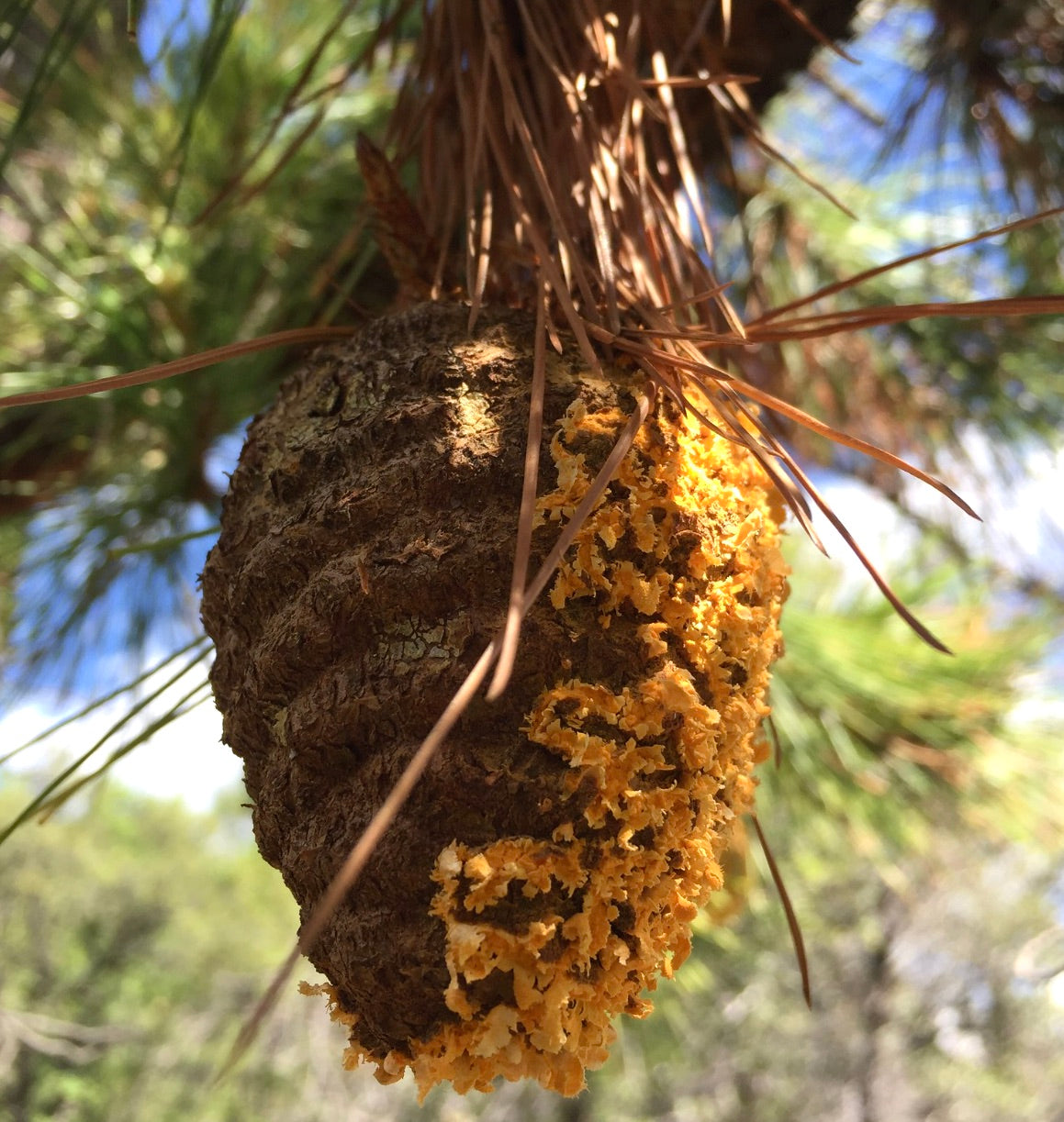 Pinus leiophylla pine cone with orange lichen and green needle foliage background