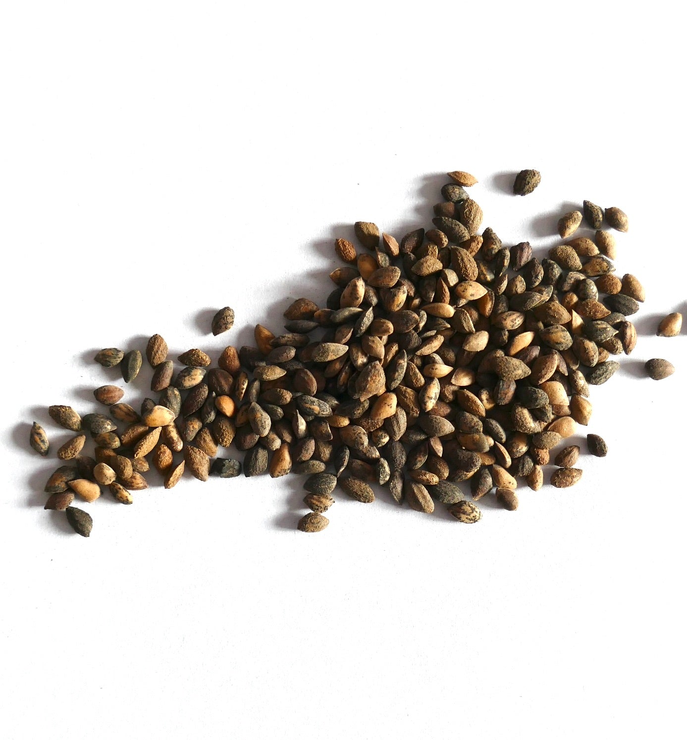 Pinus leiophylla brown and black seeds scattered on white background