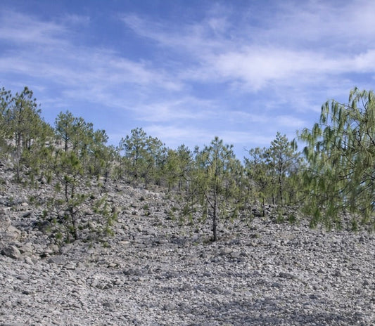 Pinus lumholtzii 40-50cm | Lumholtz's pine | Mexican pine