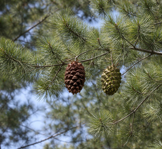 Pinus maximartinezii 40-50cm | Martinez pine | Big-cone pine