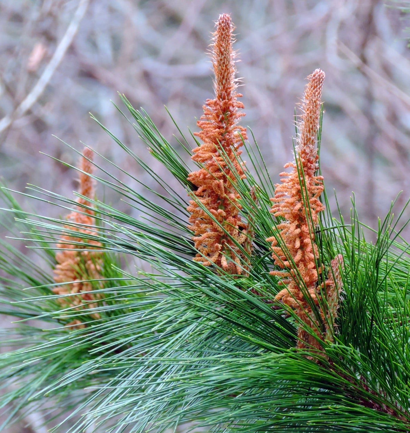 Albero di pino Pinus maximinoi con aghi verdi lunghi e coni di polline arancioni
