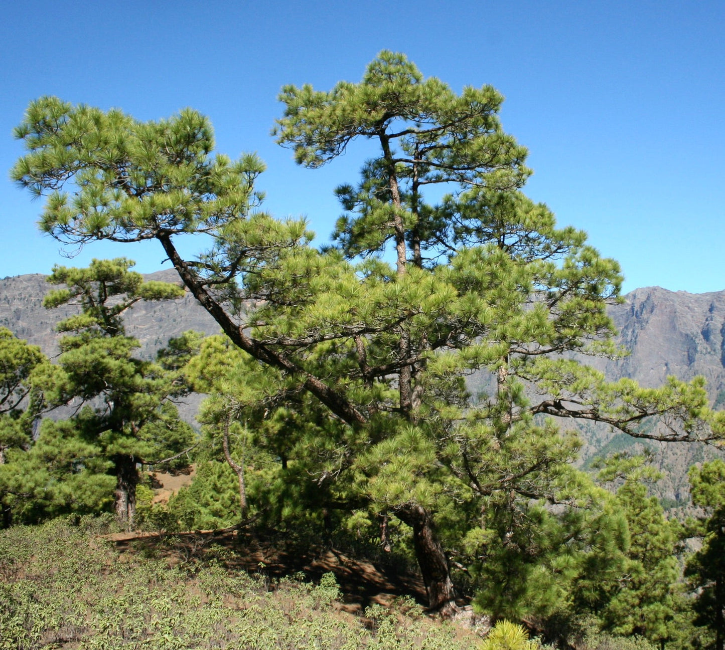 Pinus montezumae mature pine tree with dense green needles on mountainous terrain