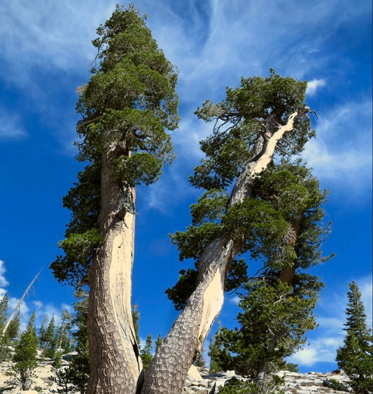 Pinus monticola tall mature conifer with textured bark and dense green foliage against blue sky