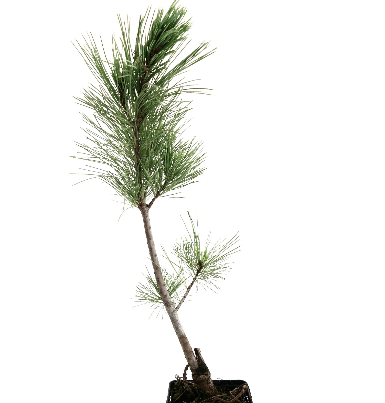Pinus monticola giovane conifera snella con lunghi aghi morbidi verdi in piccolo vaso