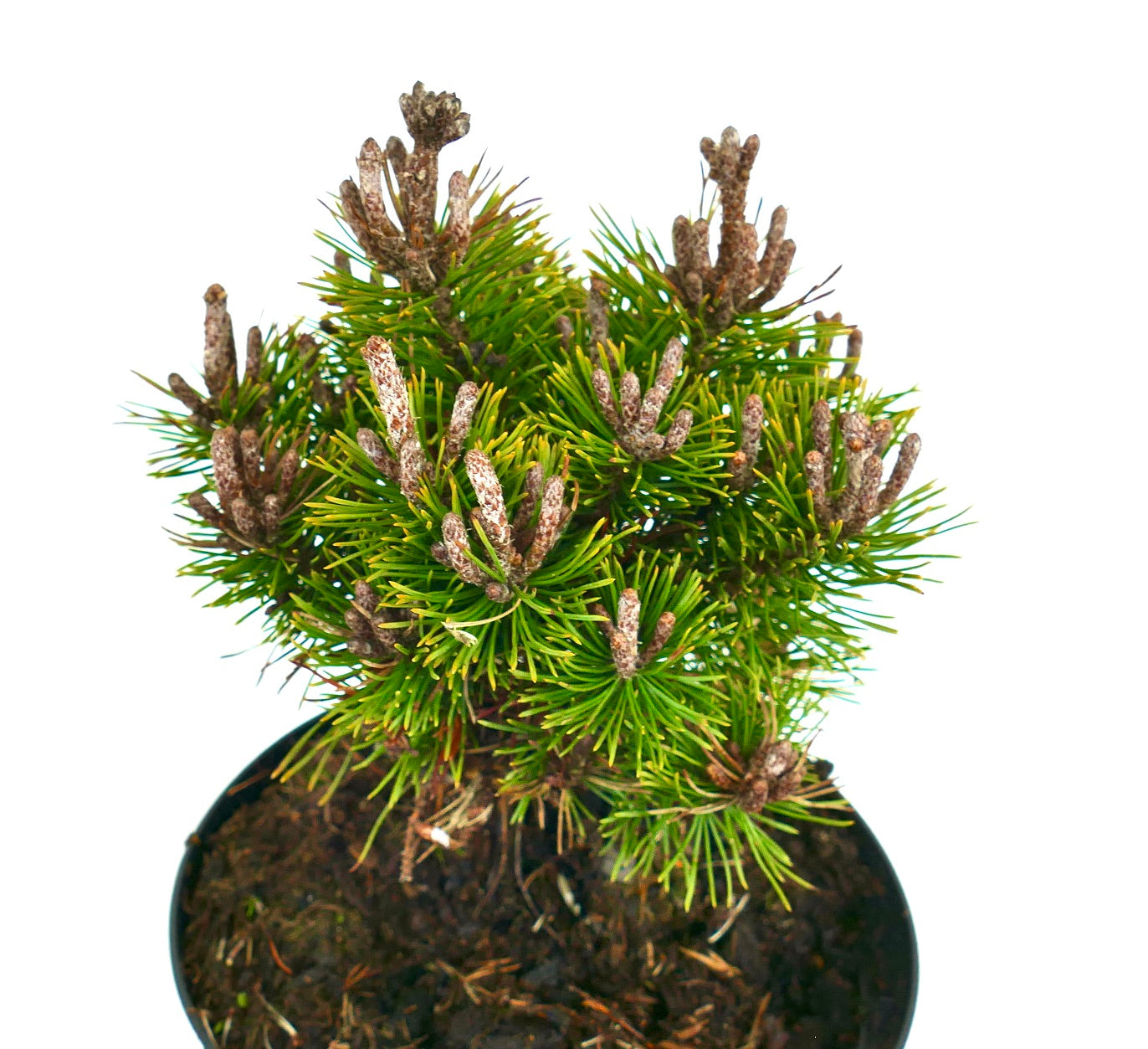 Pinus mugo cv MOPS MEYLAN pino montano compatto con aghi verdi densi in vaso
