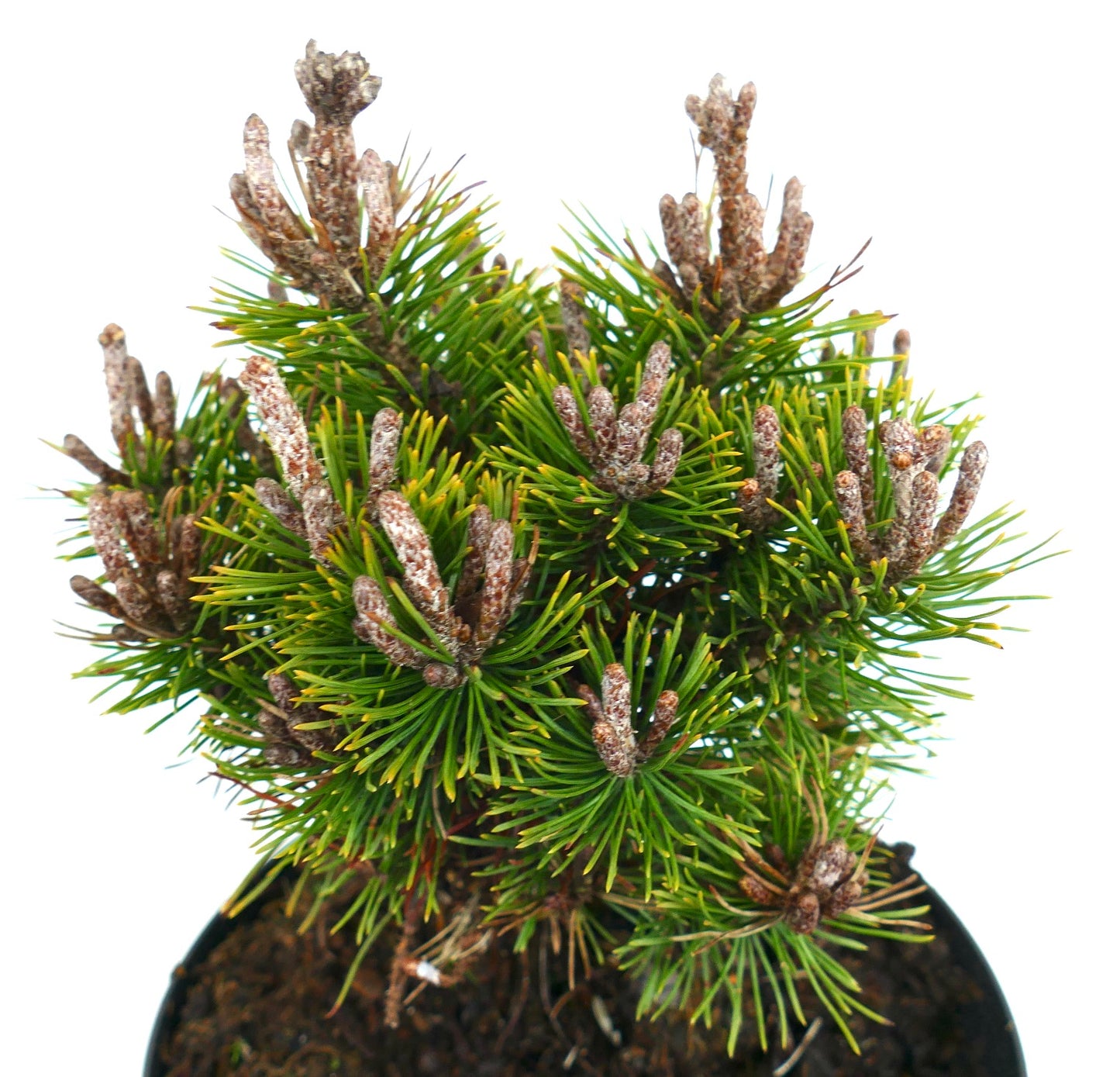 Pinus mugo cv MOPS MEYLAN pino montano compatto con aghi verdi densi e gemme marroni in vaso