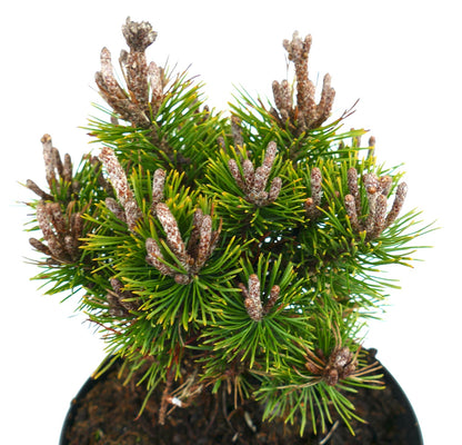 Pinus mugo cv MOPS MEYLAN pino montano compatto con aghi verdi densi e gemme marroni in vaso