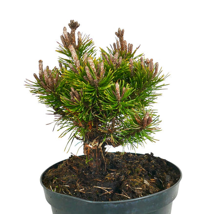 Pinus mugo cv MOPS MEYLAN pino montano compatto con aghi verdi densi in vaso nero