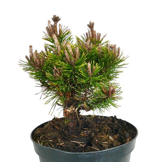 Pinus mugo cv MOPS MEYLAN pino montano compatto con aghi verdi densi in vaso nero