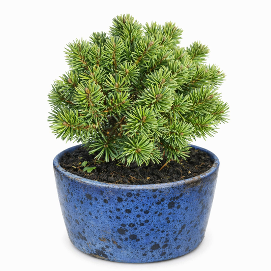 Pinus mugo cv MOPS MEYLAN pino nano compatto con aghi verdi densi in vaso blu