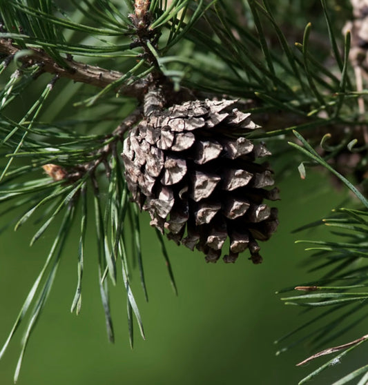 Pinus nigra close-up of mature brown pine cone with long green needle foliage