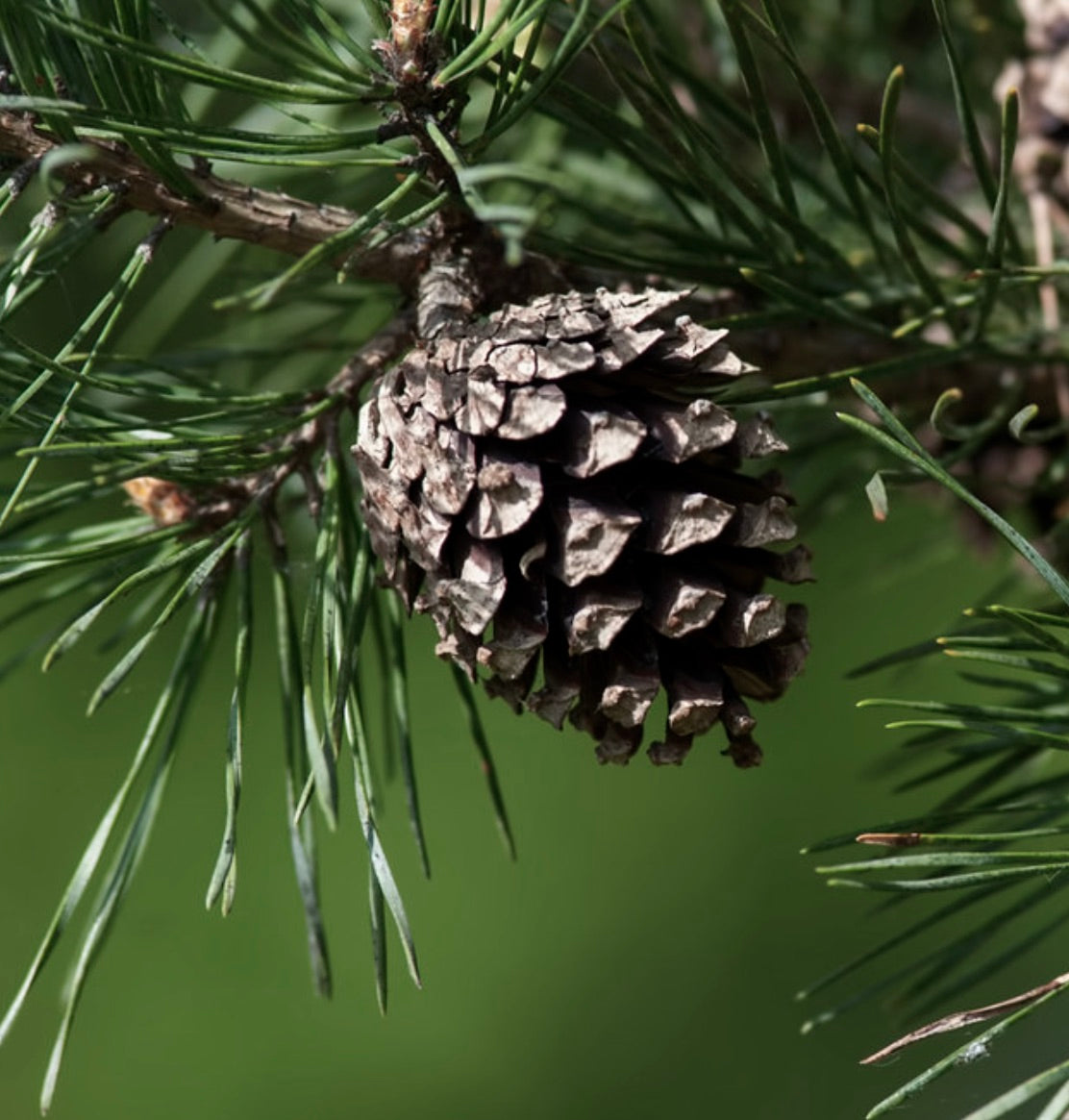 Cono maturo di Pinus nigra con lunghi aghi verde scuro su ramo, primo piano