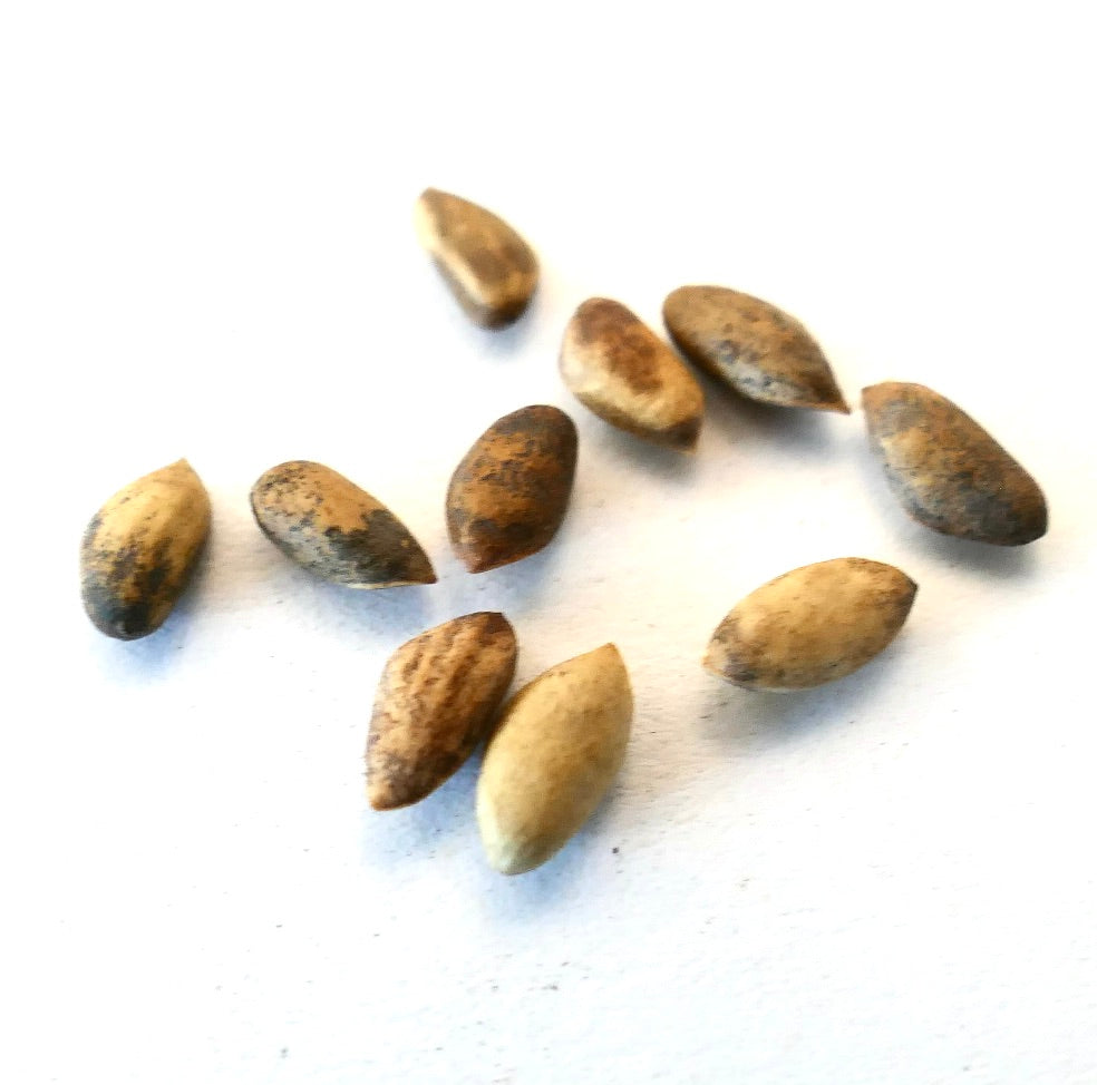 Pinus nigra subsp. salzmannii seeds with natural brown and beige tones on white background