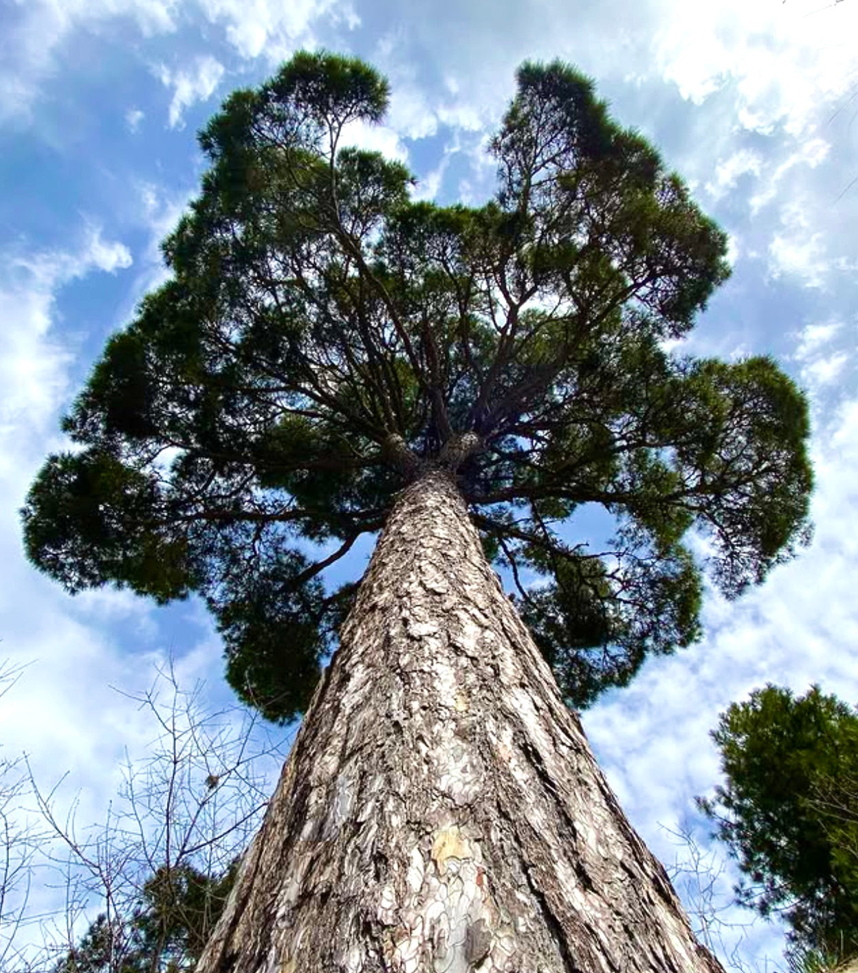 Pinus nigra subsp. salzmannii tall pine tree with textured bark and dense green canopy against blue sky