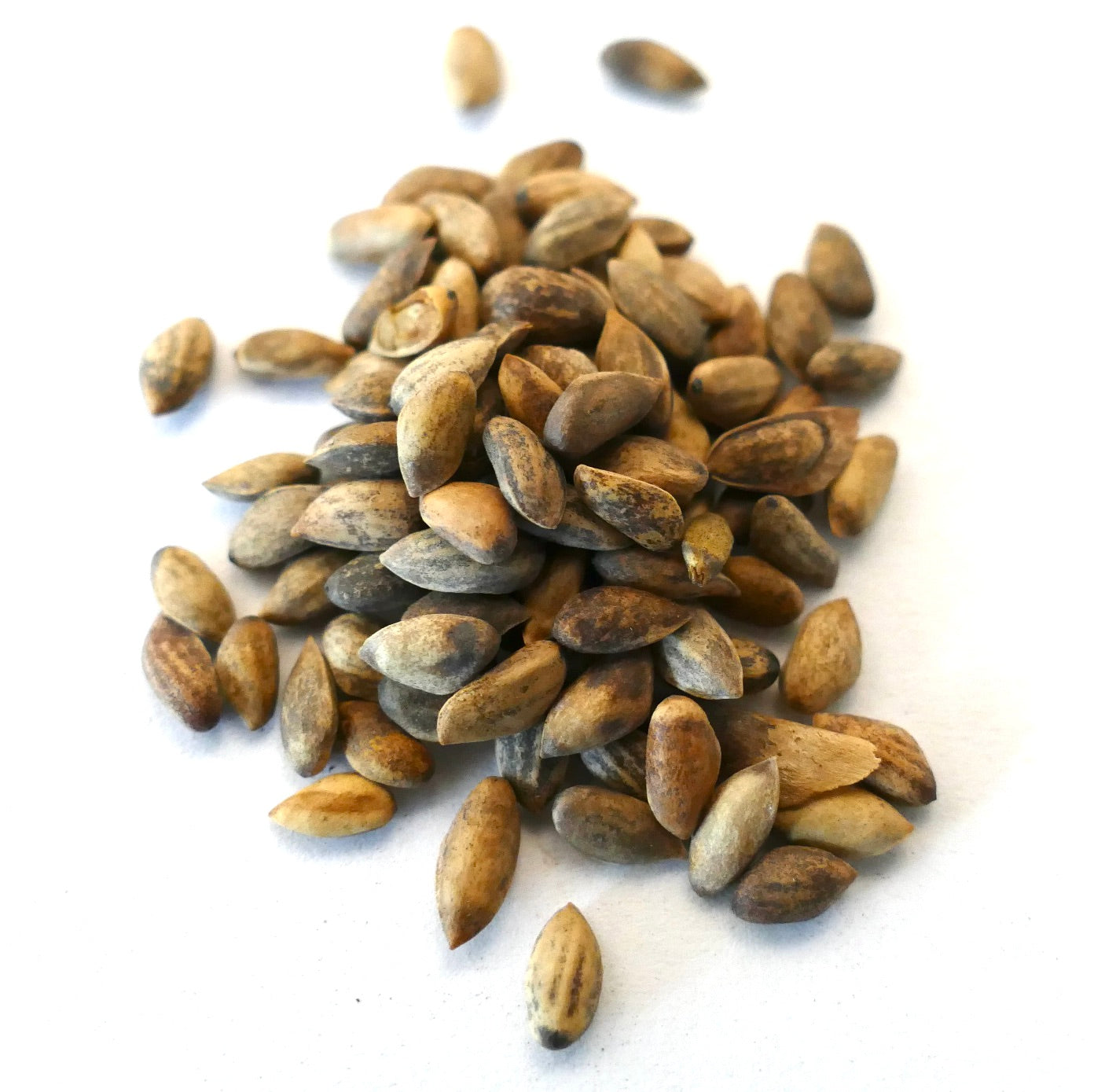 Pinus nigra subsp. salzmannii seeds scattered on white background for planting