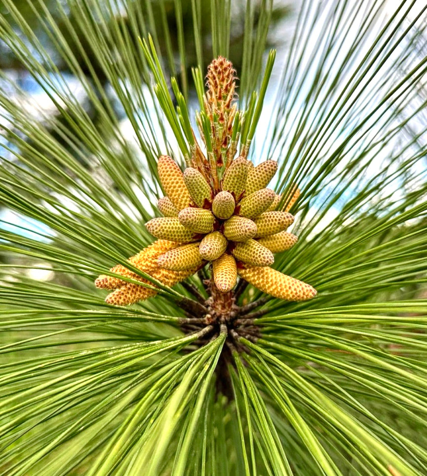 Ghimpi maschili giovani di Pinus oocarpa con aghi verdi lunghi, primo piano
