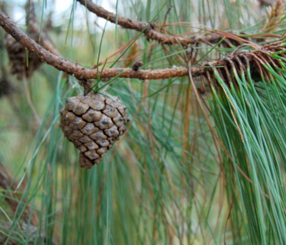 Pigna di Pinus oocarpa con aghi verdi lunghi su ramo marrone ruvido all'aperto