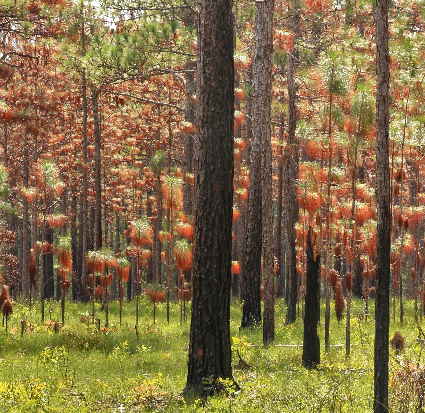 Foresta di Pinus palustris con tronchi alti e aghi verdi che diventano arancioni alla luce del sole