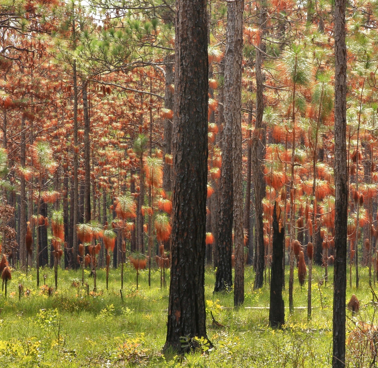 Pinus palustris tall pine trees with green and brown needle clusters in forest clearing