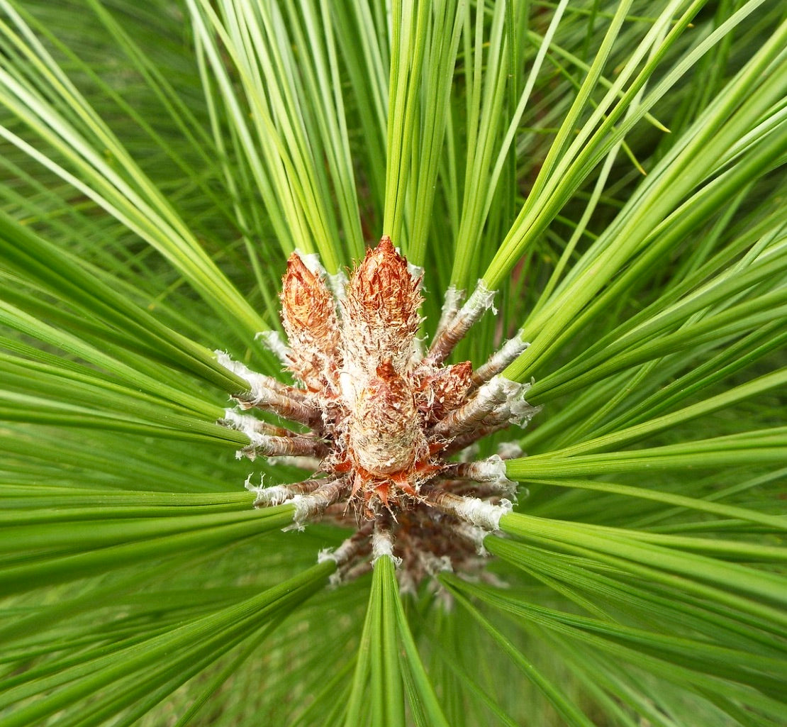 Amazzetta di aghi giovani di Pinus patula con gemme marroni fresche e lunghi aghi verdi
