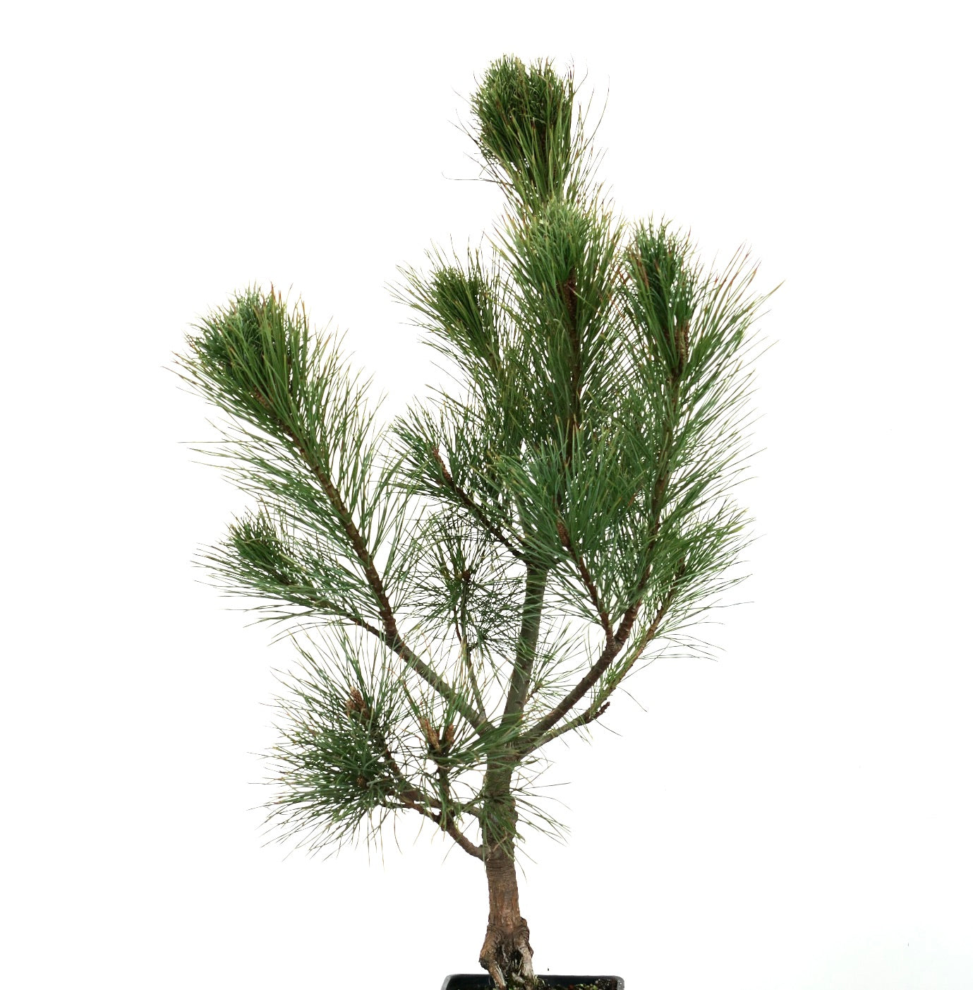Pinus peuce giovane pino balcanico con densi ciuffi di aghi verdi in vaso piccolo