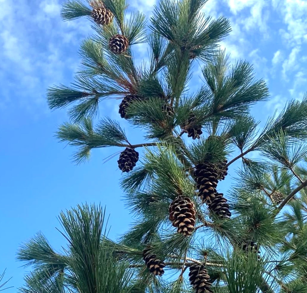 Pinus peuce conifera sempreverde con lunghe aghi verdi e pigne marroni contro il cielo azzurro