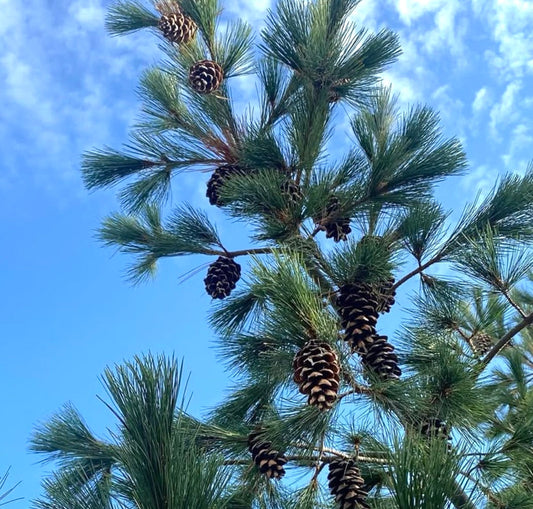 Pinus peuce conifera sempreverde con lunghe aghi verdi e pigne marroni contro il cielo azzurro