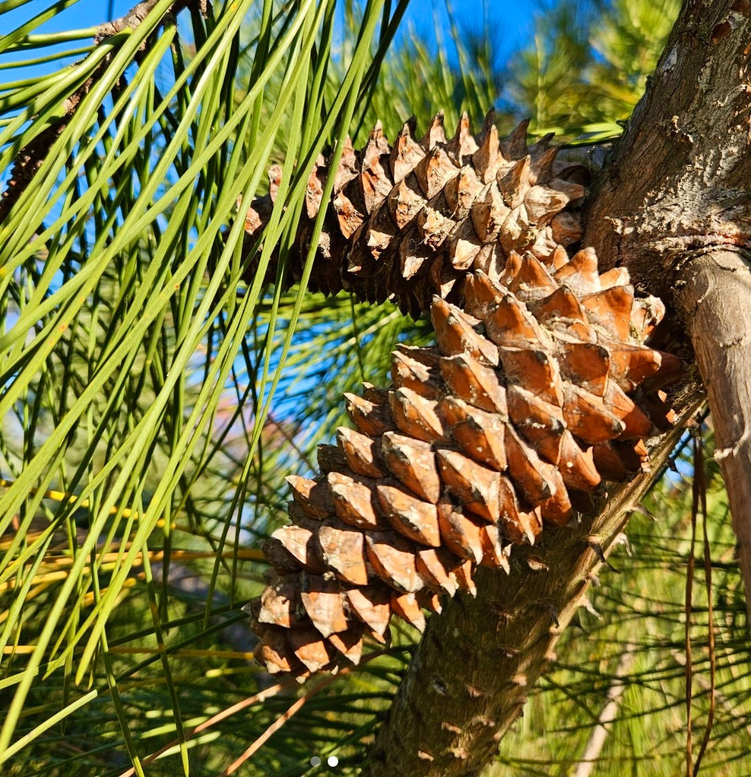Pinus pinaster mature pine cones with long green needles on tree branch against blue sky