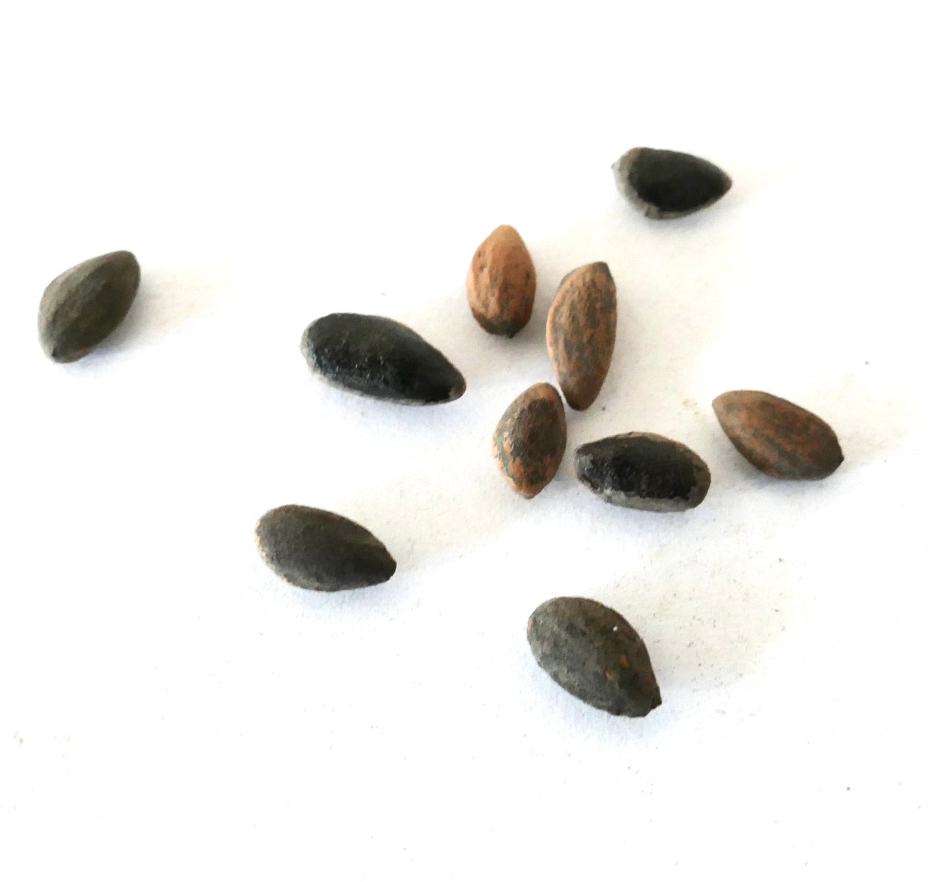 Pinus pinaster seeds scattered on white background for planting or propagation