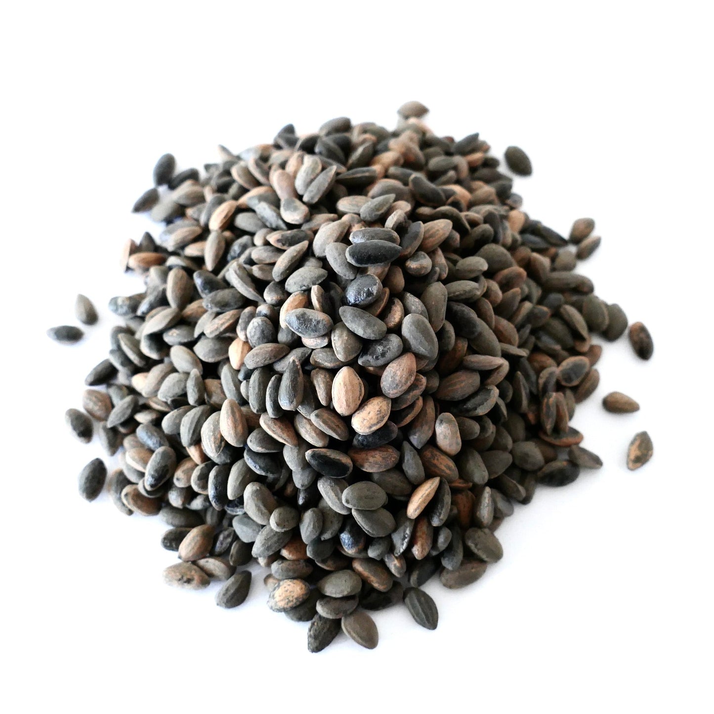 Pinus pinaster seeds pile with dark brown and black tones on white background